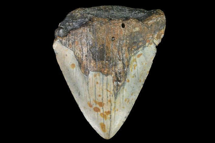 Bargain, Fossil Megalodon Tooth - North Carolina #91631